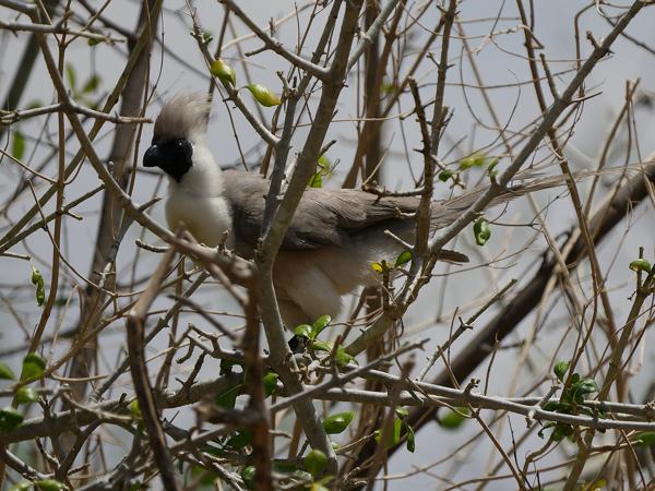 <h3><a href="/trips/tanzania/biota/animalia/chordata/aves/029 musophagiformes/001 musophagidae/corythaixoides personatus/corythaixoides personatus-nl.html">Corythaixoides&nbsp;personatus</a> / Bare‑faced&nbsp;go‑away‑bird / Maskertoerako</h3>OM-1 Mark II met OLYMPUS M.150-400mm F4.5, 1/2500 sec  bij F5.0, ISO 200, afstand 23.2&nbsp;m